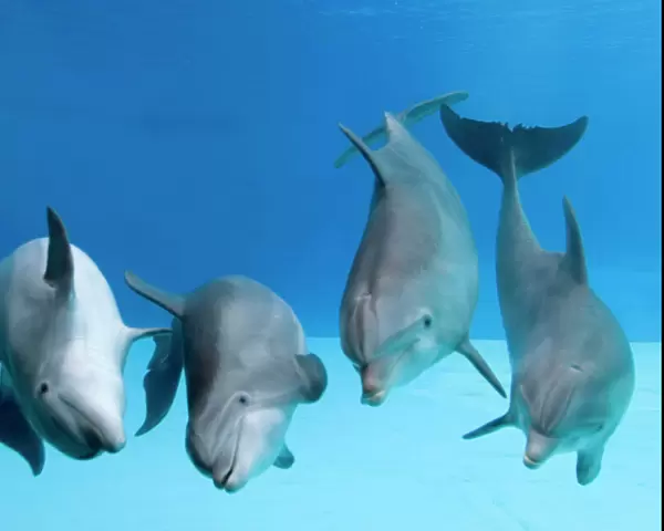 Bottlenose dolphins - four dancing underwater
