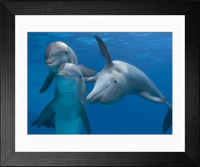 Framed Print : Bottlenose dolphins - playing underwater Framed Print : Bottlenose dolphins - playing underwater