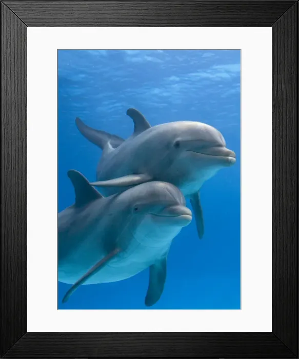 Framed Print : Bottlenose dolphins - two underwater Framed Print : Bottlenose dolphins - two underwater