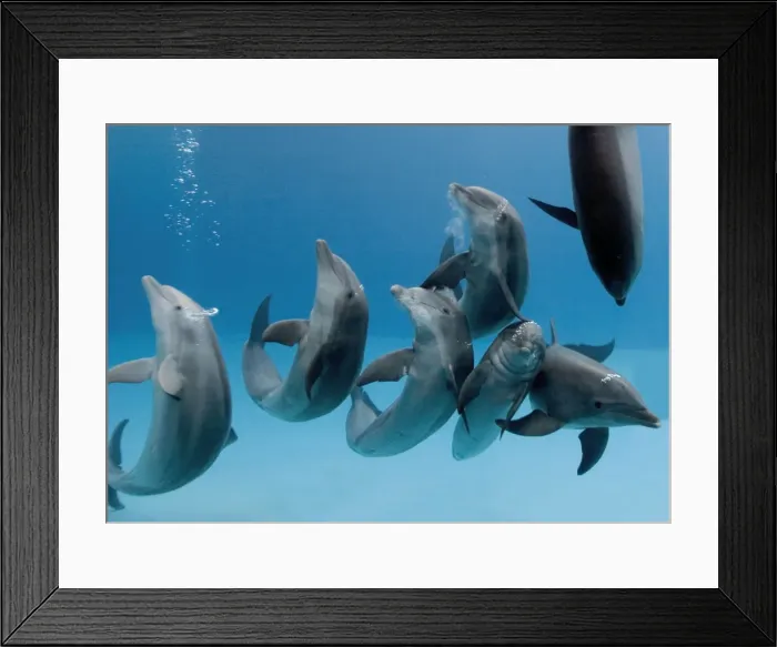 Framed Print : Bottlenose dolphins -group playing / dancing underwater Framed Print : Bottlenose dolphins -group playing / dancing underwater