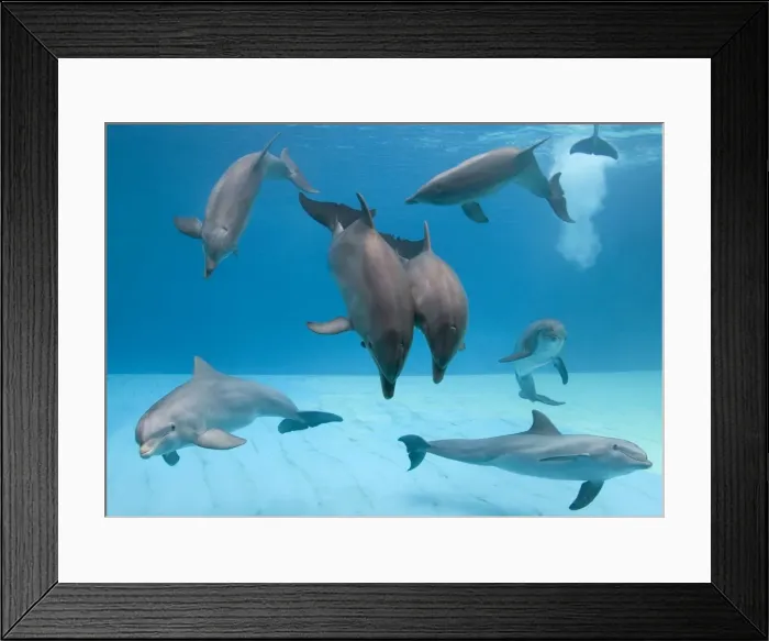 Framed Print : Bottlenose dolphins - group playing underwater Framed Print : Bottlenose dolphins - group playing underwater