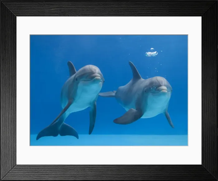 Framed Print : Bottlenose dolphins - blowing air bubbles underwater Framed Print : Bottlenose dolphins - blowing air bubbles underwater