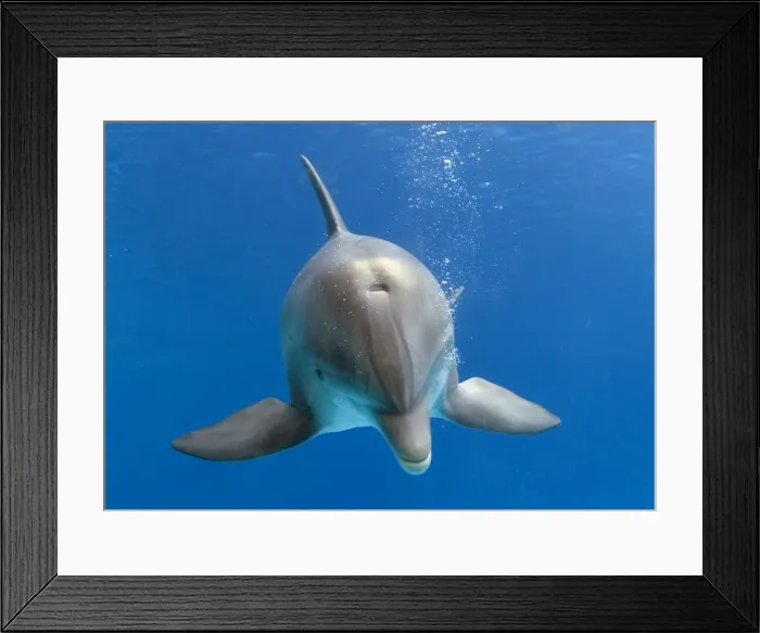 Framed Print : Bottlenose dolphin - underwater Framed Print : Bottlenose dolphin - underwater