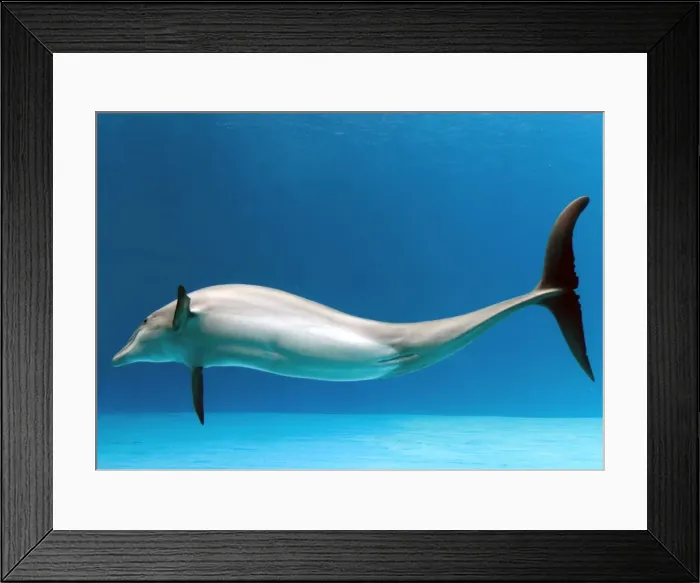 Framed Print : Bottlenose dolphin - dancing underwater Framed Print : Bottlenose dolphin - dancing underwater