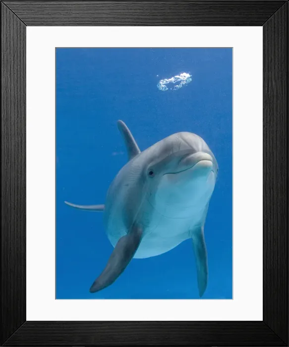 Framed Print : Bottlenose dolphin - blowing air bubble Framed Print : Bottlenose dolphin - blowing air bubble