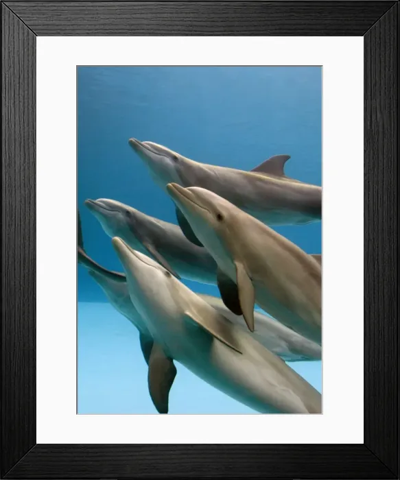 Framed Print : Bottlenose dolphins - swimming underwater Framed Print : Bottlenose dolphins - swimming underwater