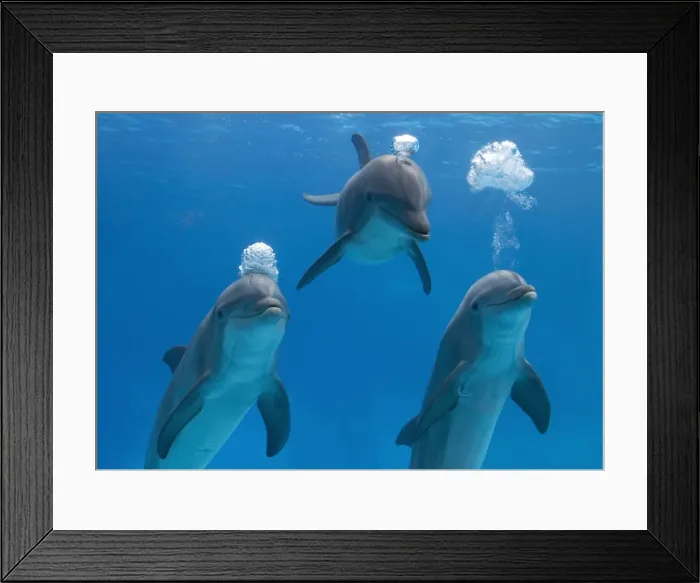 Framed Print : Bottlenose dolphins - blowing air bubbles underwater Framed Print : Bottlenose dolphins - blowing air bubbles underwater