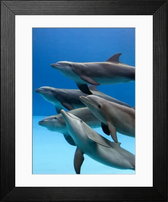 Framed Print : Bottlenose dolphins - underwater Framed Print : Bottlenose dolphins - underwater