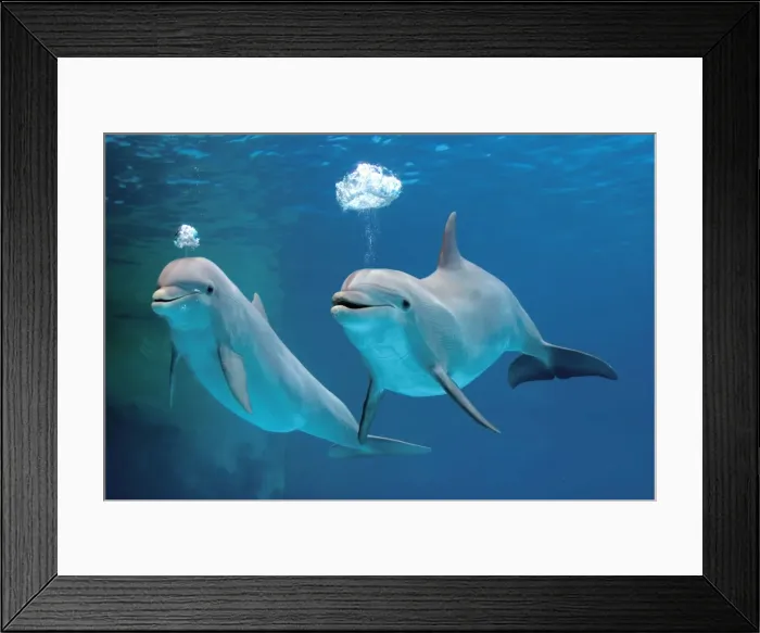 Framed Print : Bottlenose dolphins - blowing air bubbles underwater Framed Print : Bottlenose dolphins - blowing air bubbles underwater