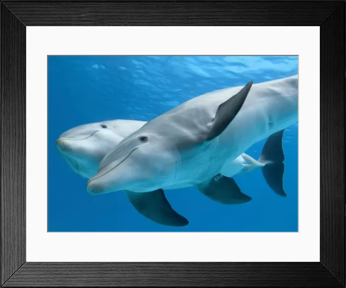 Framed Print : Bottlenose dolphin - female and her calf Framed Print : Bottlenose dolphin - female and her calf