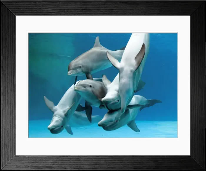 Framed Print : Bottlenose dolphins - group playing underwater Framed Print : Bottlenose dolphins - group playing underwater