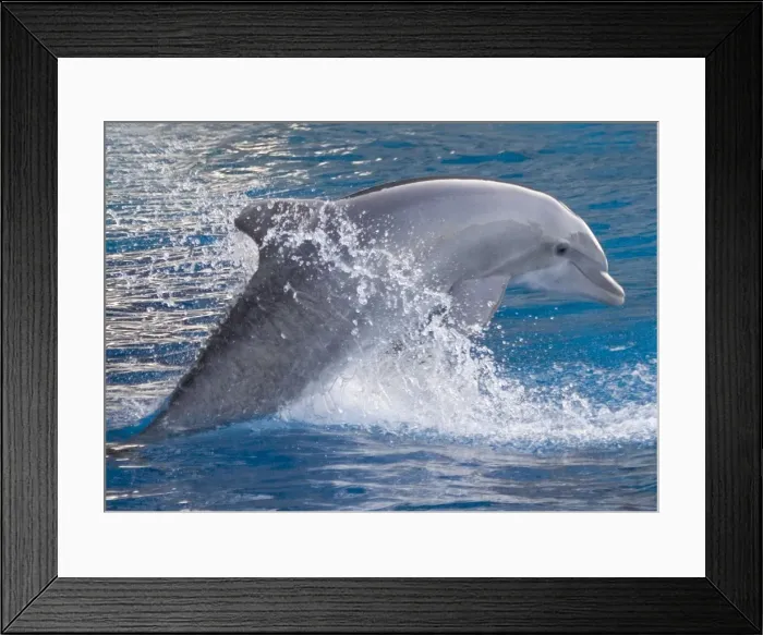 Framed Print : Bottlenose dolphin - jumping out of the water Framed Print : Bottlenose dolphin - jumping out of the water