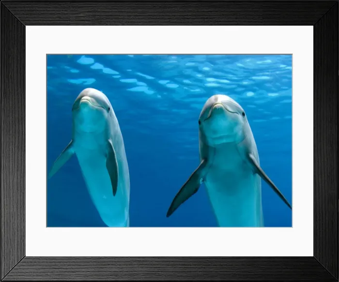 Framed Print : Bottlenose dolphins - underwater Framed Print : Bottlenose dolphins - underwater