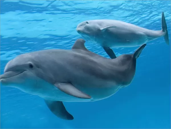 bottlenose dolphin - female and her calf
