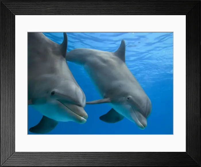 Framed Print : Bottlenose dolphin - underwater Framed Print : Bottlenose dolphin - underwater
