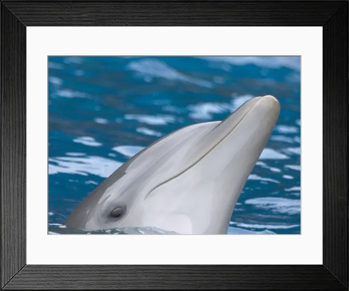 Framed Print : Bottlenose dolphin - at water surface, close-up of face Framed Print : Bottlenose dolphin - at water surface, close-up of face