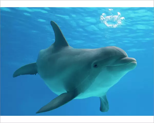 Bottlenose dolphin - blowing air bubbles underwater