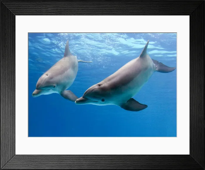 Framed Print : Bottlenose dolphins - underwater Framed Print : Bottlenose dolphins - underwater