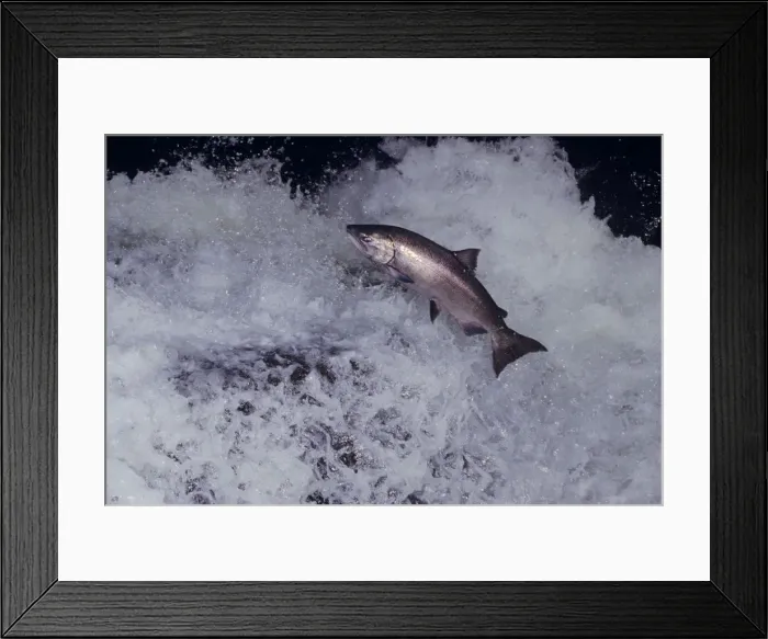 Framed Print : A bright (fresh from saltwater) Shinook Salmon - leaping falls during migration to its spawning area. Pacific Northwest. LX292 Framed Print : A bright (fresh from saltwater) Shinook Salmon - leaping falls during migration to its spawning area. Pacific Northwest. LX292
