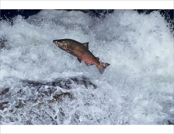 Chinook salmon - leaping falls during migration to its spawning area. Pacific Northwest. LX317