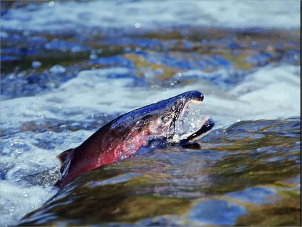 Male Coho  /  Silver Salmon - migrating towards spawning beds. Pacific Northwest. LX407