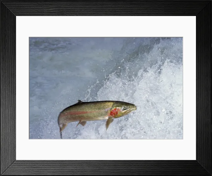 Framed Print : Rainbow Trout / Steelhead - jumping falls on Pacific Northwest river on migration to spawning bed. Steelhead are rainbow trout that have gone to the ocean for several years. Steelhead are now classified as salmon. LX419 Framed Print : Rainbow Trout / Steelhead - jumping falls on Pacific Northwest river on migration to spawning bed. Steelhead are rainbow trout that have gone to the ocean for several years. Steelhead are now classified as salmon. LX419