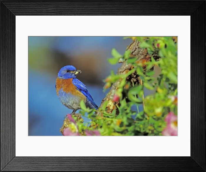 Framed Print : Western bluebird - Male with insect on perch surrounded by wild rose blossoms. Columbia River Gorge, Oregon, Pacific Northwest, USA May. B8028 Framed Print : Western bluebird - Male with insect on perch surrounded by wild rose blossoms. Columbia River Gorge, Oregon, Pacific Northwest, USA May. B8028