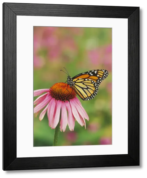 Framed Print : Monarch butterfly - on purple coneflower. Px232 Framed Print : Monarch butterfly - on purple coneflower. Px232