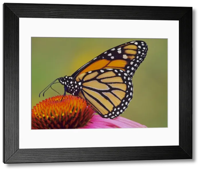 Framed Print : Monarch butterfly - on purple coneflower. Px262 Framed Print : Monarch butterfly - on purple coneflower. Px262
