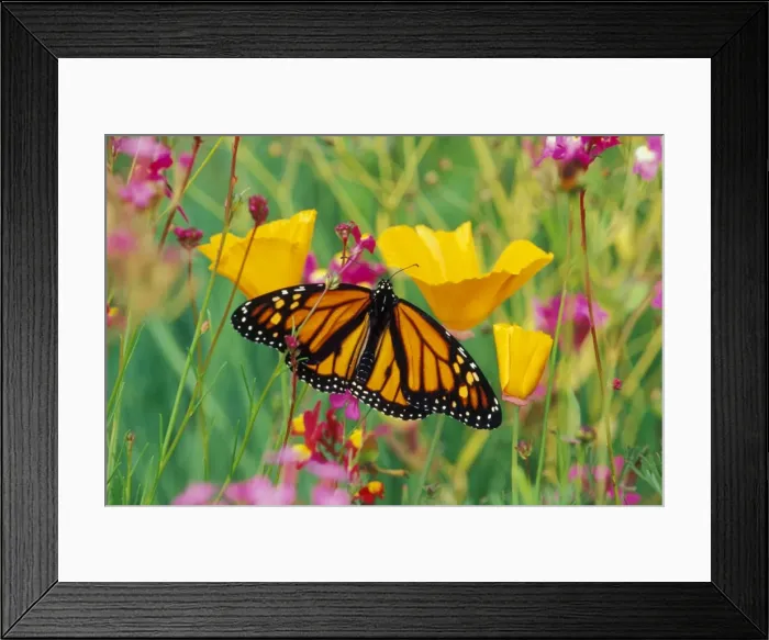 Framed Print : Monarch butterfly - on flower. Px282 Framed Print : Monarch butterfly - on flower. Px282