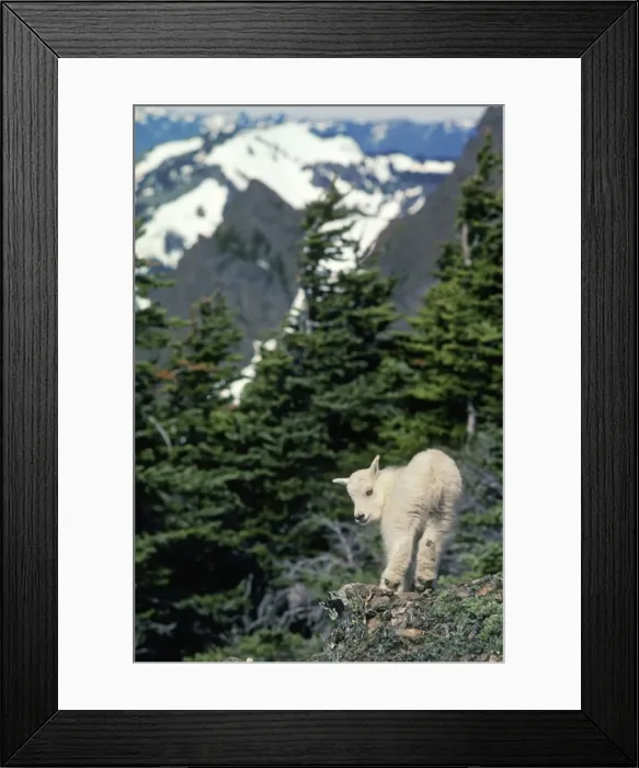 Framed Print : Young Mountain Goat kid surveys his mountainous home. Western U. S. June. Mg156 Framed Print : Young Mountain Goat kid surveys his mountainous home. Western U. S. June. Mg156