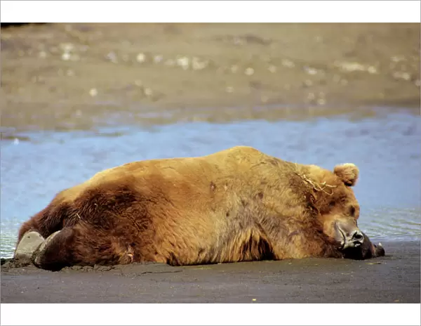 Grizzly Bear - Boar sleeping on Katmai National Park coastal beach, Alaska. Ma1418