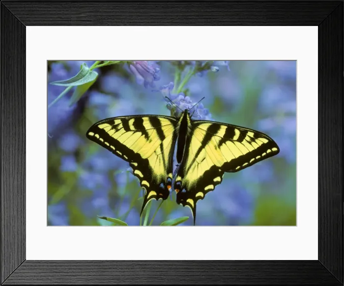Framed Print : Western Tiger Swallowtail Butterfly Px223 Framed Print : Western Tiger Swallowtail Butterfly Px223