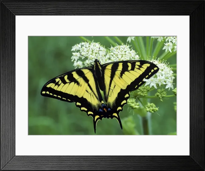 Framed Print : Western Tiger Swallowtail Butterfly on Queen Annes lace flower. Pacific Northwest, USA PX-197 Framed Print : Western Tiger Swallowtail Butterfly on Queen Annes lace flower. Pacific Northwest, USA PX-197