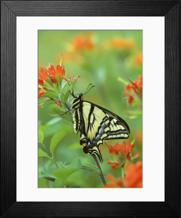 Framed Print : Western Tiger Swallowtail - on Indian Paintbrush. Western USA. Px124 Framed Print : Western Tiger Swallowtail - on Indian Paintbrush. Western USA. Px124