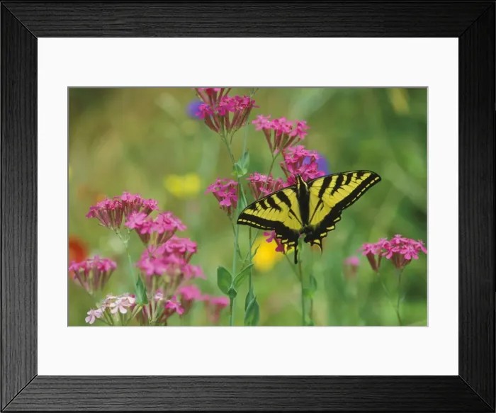 Framed Print : Tiger Swallowtail - male on phlox, Summer. Pacific Northwest, USA. Px643 Framed Print : Tiger Swallowtail - male on phlox, Summer. Pacific Northwest, USA. Px643