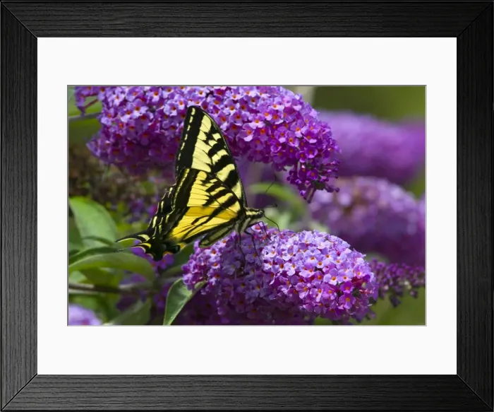 Framed Print : Western Tiger Swallowtail Butterfly (Papilio rutulus) Framed Print : Western Tiger Swallowtail Butterfly (Papilio rutulus)