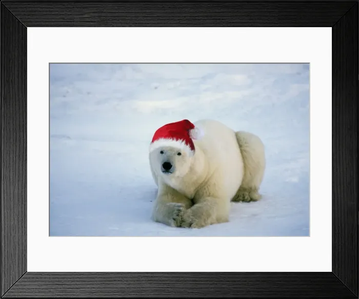 Framed Print : Polar Bear MA1740 Framed Print : Polar Bear MA1740