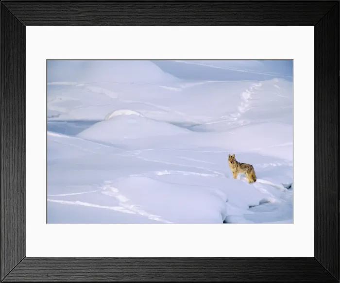 Framed Print : Coyote - checking out other animal tracks on frozen river bed. Western U. S. A Framed Print : Coyote - checking out other animal tracks on frozen river bed. Western U. S. A