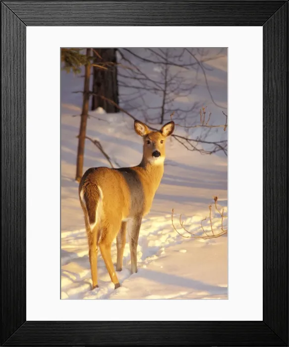 Framed Print : White-tail Deer - doe. MD607 Framed Print : White-tail Deer - doe. MD607