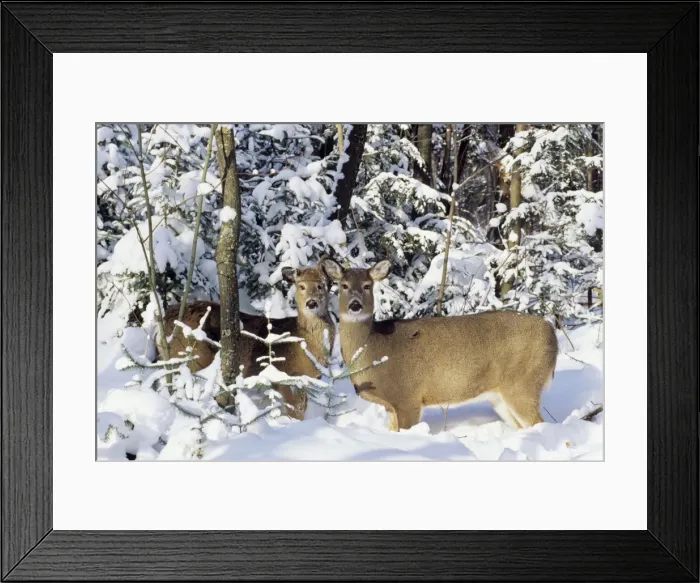 Framed Print : White-tail Deer - x2 doe MD609 Framed Print : White-tail Deer - x2 doe MD609