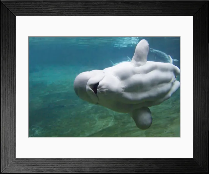 Framed Print : BELUGA WHALE Framed Print : BELUGA WHALE