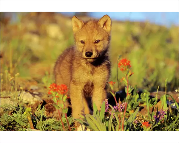 Gray Wolf (Canis lupus) pup among wildflowers. montana, North America