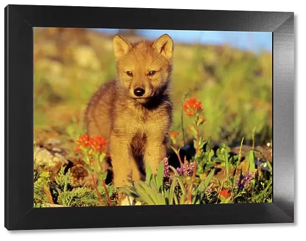 Gray Wolf (Canis lupus) pup among wildflowers. montana, North America