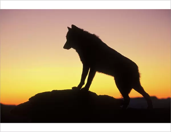 Grey Wolf  /  Timber Wolf - at sunrise. Montana, North America