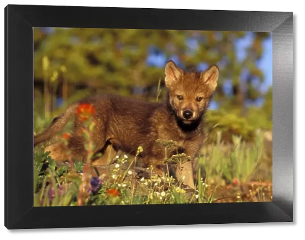 Young Gray Wolf pup among wildflowers. Western U. S. summer