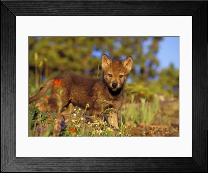 Framed Print : Young Gray Wolf pup among wildflowers. Western U. S. summer Framed Print : Young Gray Wolf pup among wildflowers. Western U. S. summer