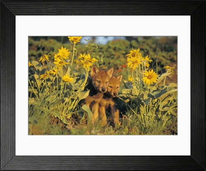 Framed Print : Grey Wolf / Timber Wolf pups in flowers. Montana, North America Framed Print : Grey Wolf / Timber Wolf pups in flowers. Montana, North America