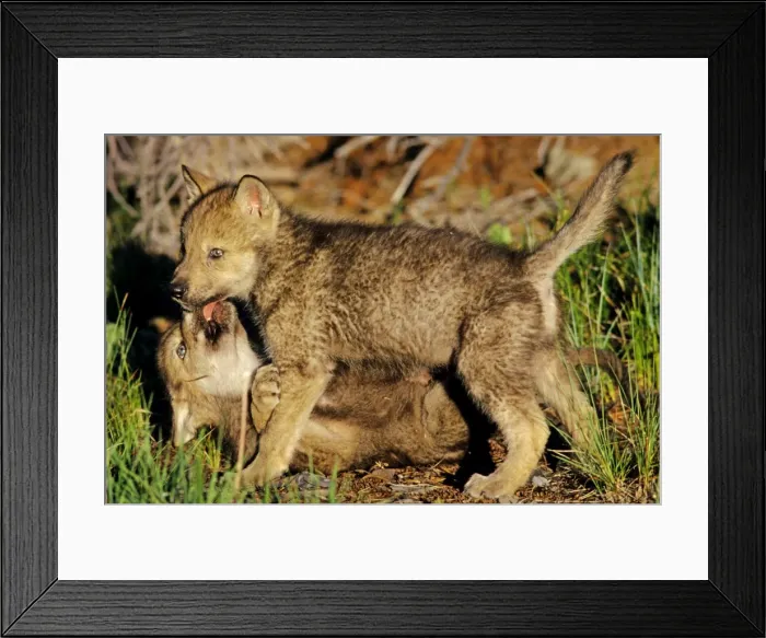 Framed Print : Two Grey wolf pups playing near den. Montana, North America Framed Print : Two Grey wolf pups playing near den. Montana, North America
