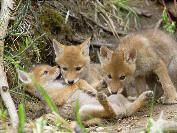 Coyote - Young wild pups playing near their den in a streamside bank. Bridger-Teton National Forest, Grand Teton National Park, Wyoming, USA. TPL8327A